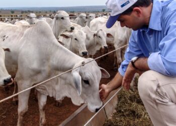 Minerva Foods (BEEF3) amplia exportação de carne bovina à Indonésia