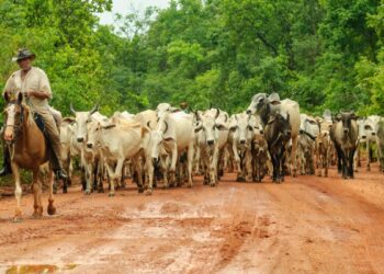 Ações do agro saltam 9% na semana e ajudam Ibovespa em recordes; saiba quais