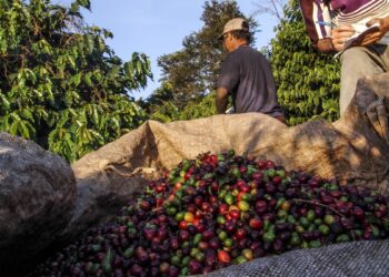 FII explorará 2 fazendas de café em Minas Gerais e poderá ser proprietário