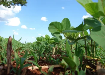 SNFZ11 mantém valor de dividendos; como fazer para receber?