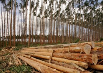 FII RZTR11 vende fazenda de eucaliptos no Tocantins; saiba valor