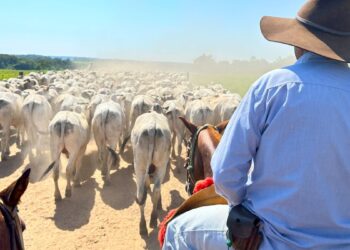 MBRF3 dispara quase 12% e ajuda Ibovespa sextar no azul