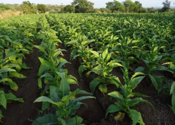 SNAG11 renova máxima em cenário de otimismo com o agro