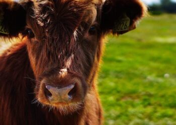 JBS (JBSS3) lança 1º lote de carne rastreada no Pará