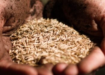 Soja deve renovar recorde em 2026, diz IBGE