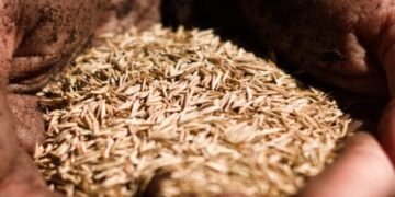 Soja deve renovar recorde em 2026, diz IBGE